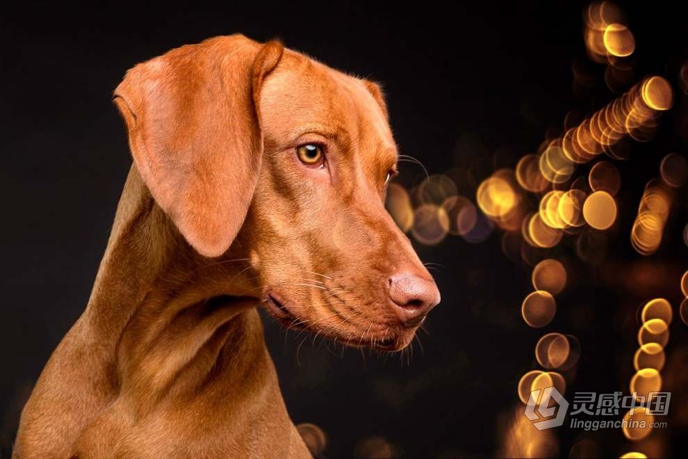 52张金色光斑散景叠加覆盖图片素材+PS动作 Golden Bokeh Photo Overlay Effects  福风灵感网 www.ffidea.com