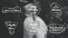 绿叶花卉小清新风格优雅婚礼标题PR模板 Wedding Titles 4K