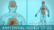 AE模板 HUD效果人体解剖学UI介绍标题身体脑心脏十二指肠FUI肠肝脏 AE工程 AE文件