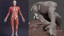 Blender人像雕塑肌肉雕刻3D解剖学大师级视频教程