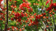 实拍视频素材-实拍随风飘动的三角梅花朵自然空镜视频素材