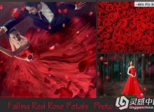 高清玫瑰花瓣PS后期叠加合成前景素材 Falling Rose Petals Photo Overlays